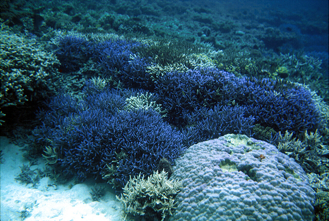 石垣島 天然古珊瑚 美品3点 - 置物